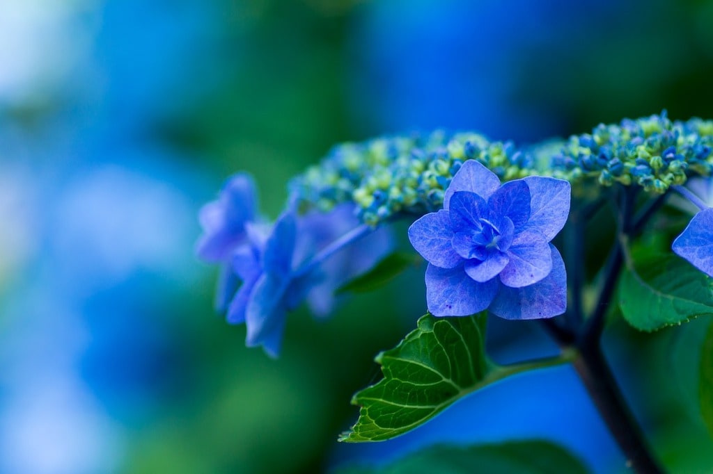 Fleurs qui attirent les abeilles et les papillons